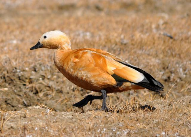 ruddy shelduck